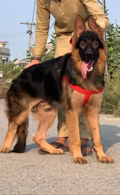 German Shepherd long coat male dog for sale