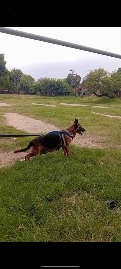 German shepherd