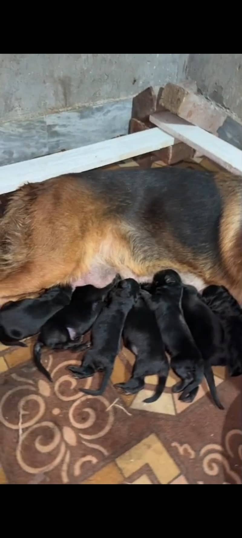 German shepherd 1