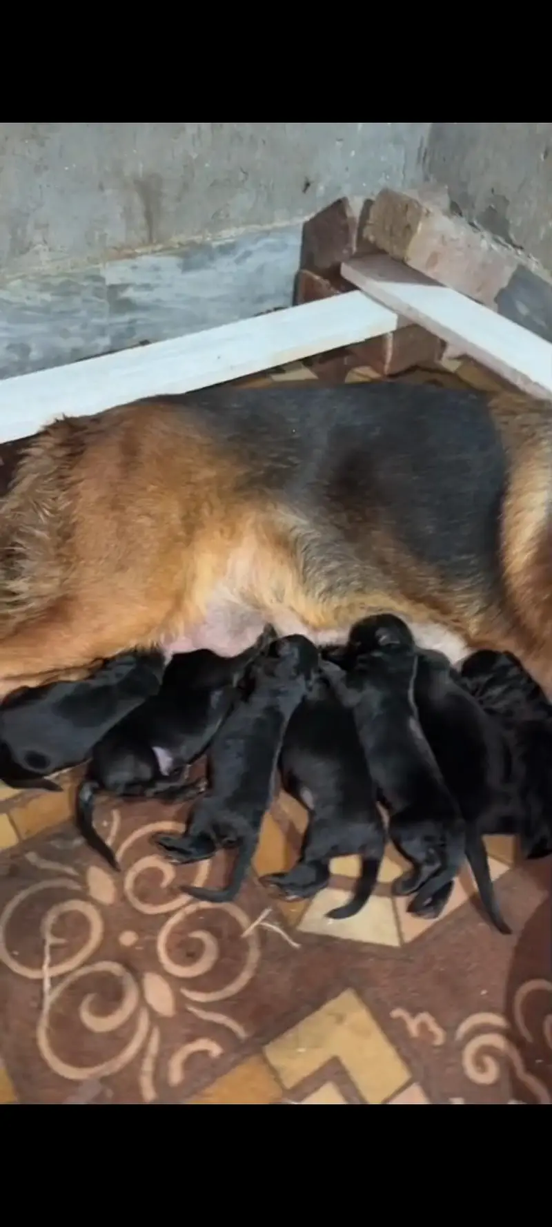German shepherd — photo 2