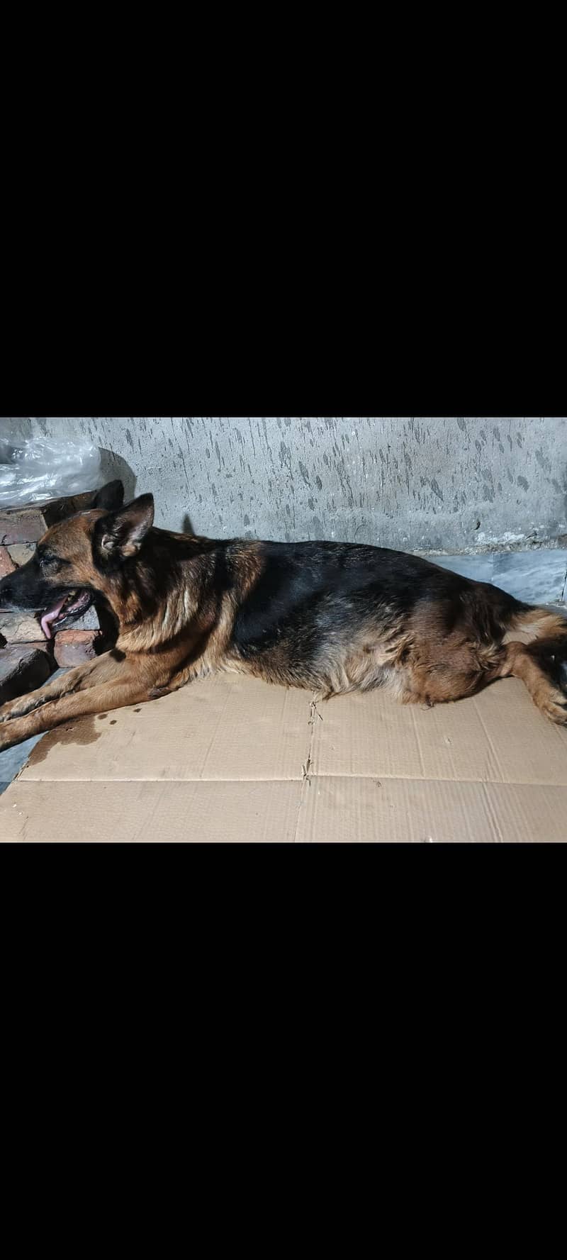 German shepherd 2
