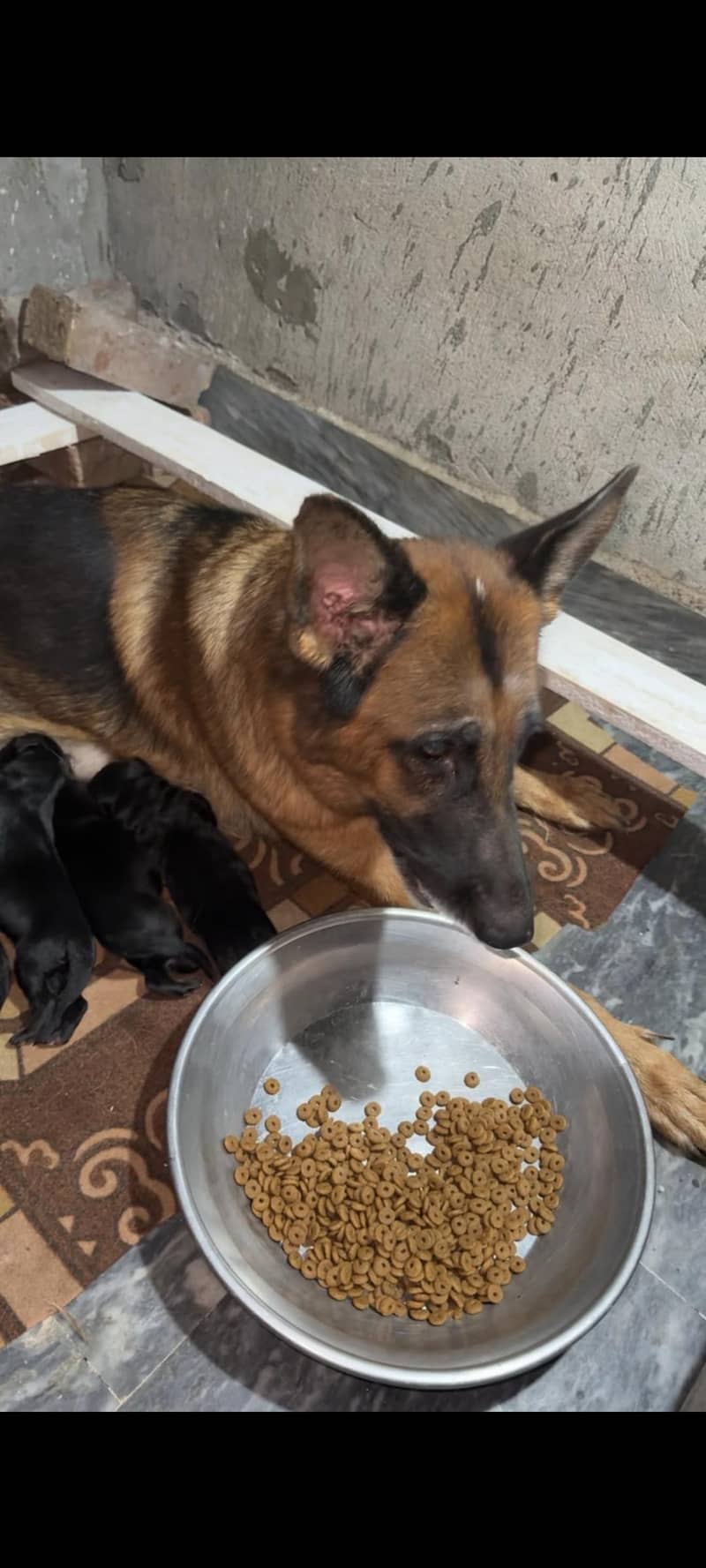 German shepherd 3