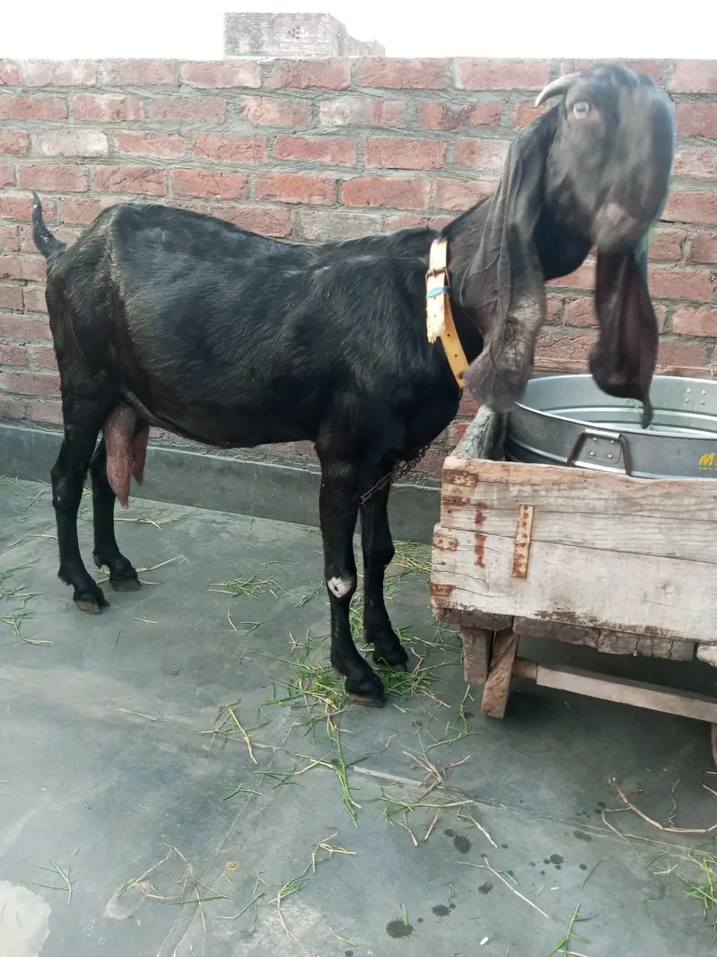 Amritsari Beetal Fresh 8 dant Bakri — photo 2