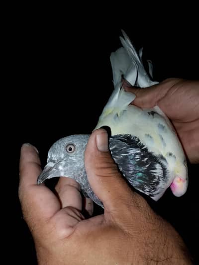 pigeons or white fancy female for sale