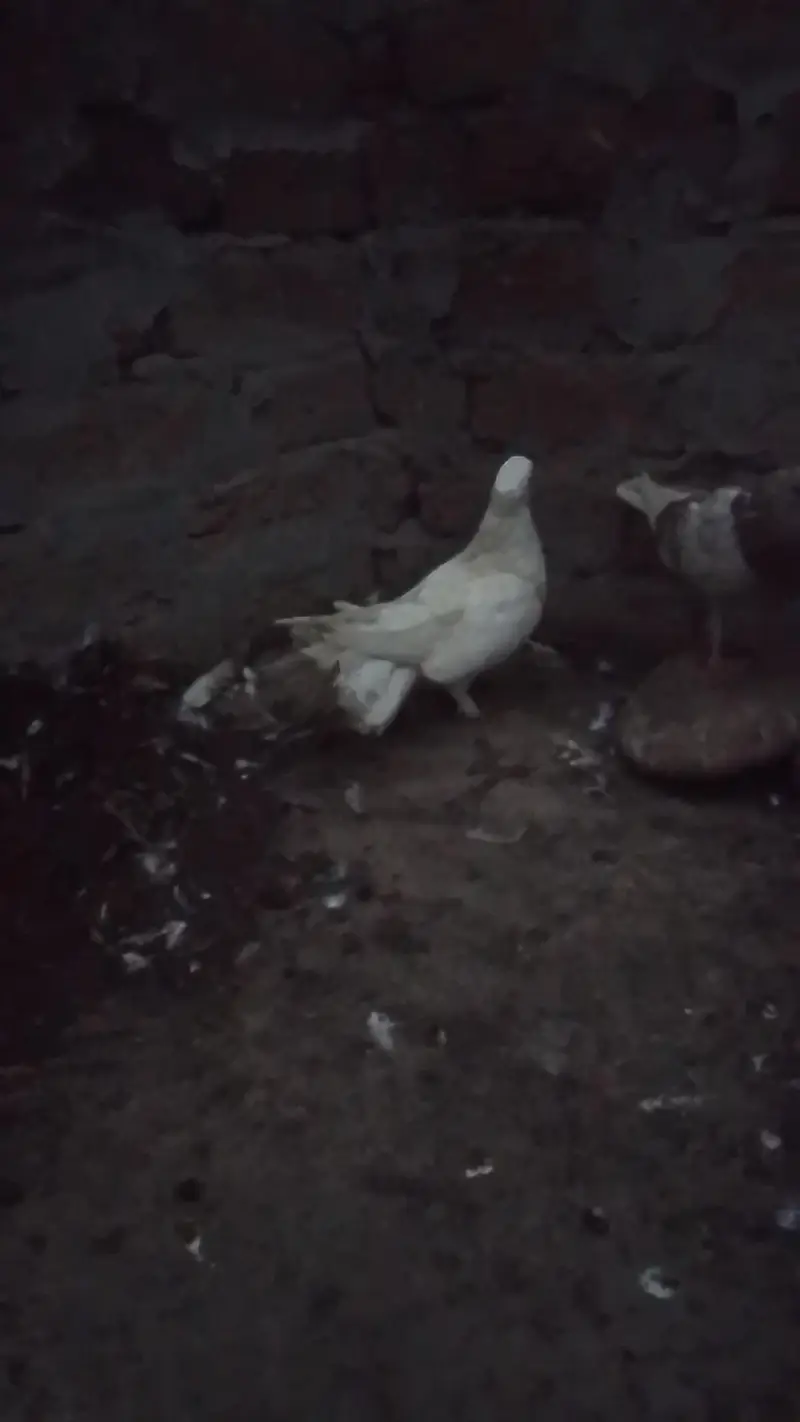 pigeons or white fancy female for sale — photo 2