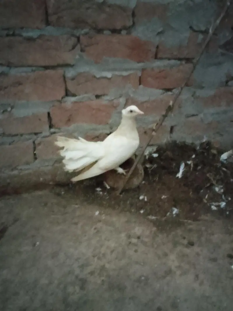 pigeons or white fancy female for sale — photo 3