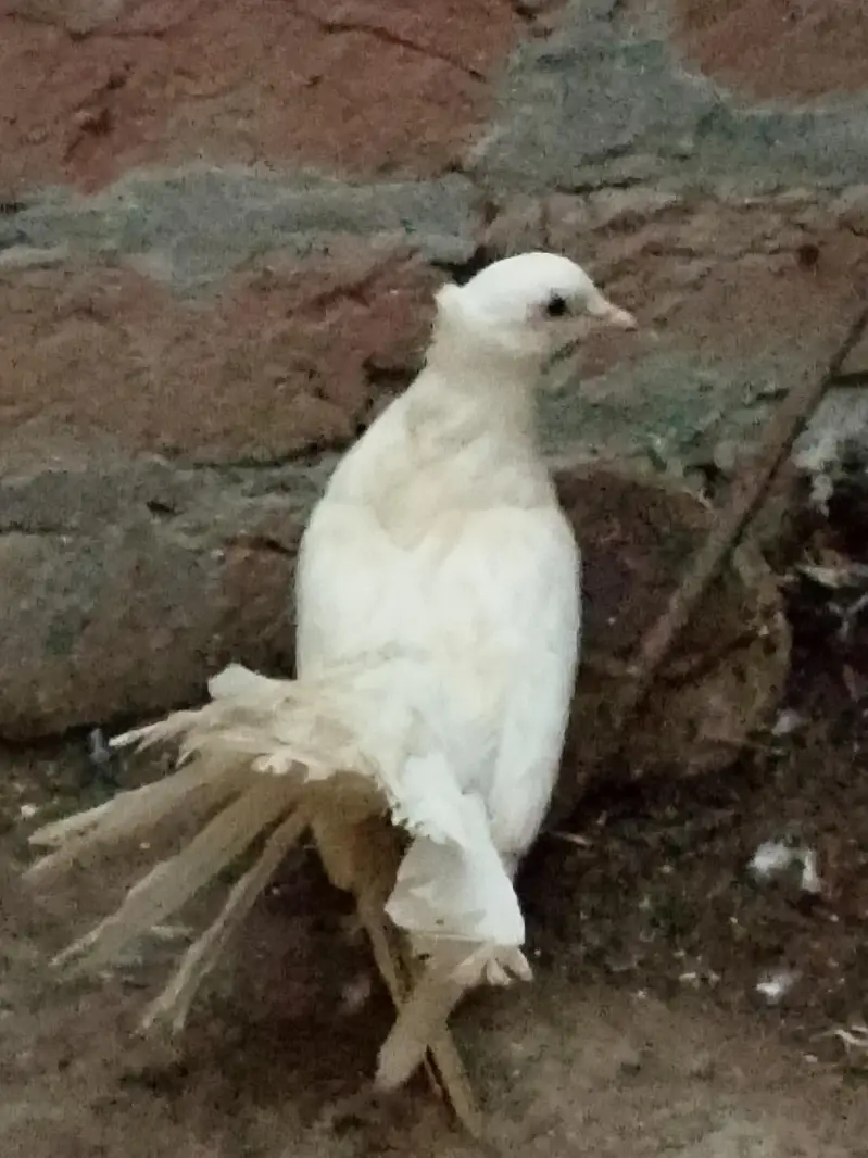 pigeons or white fancy female for sale — photo 4