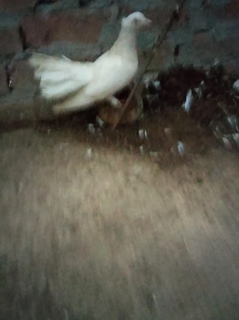pigeons or white fancy female for sale — photo 5