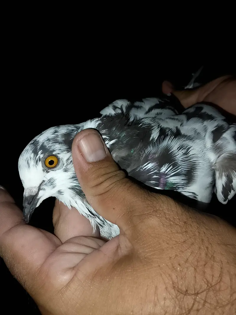 pigeons or white fancy female for sale — photo 6