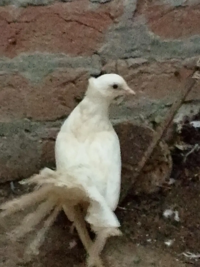 pigeons or white fancy female for sale — photo 7