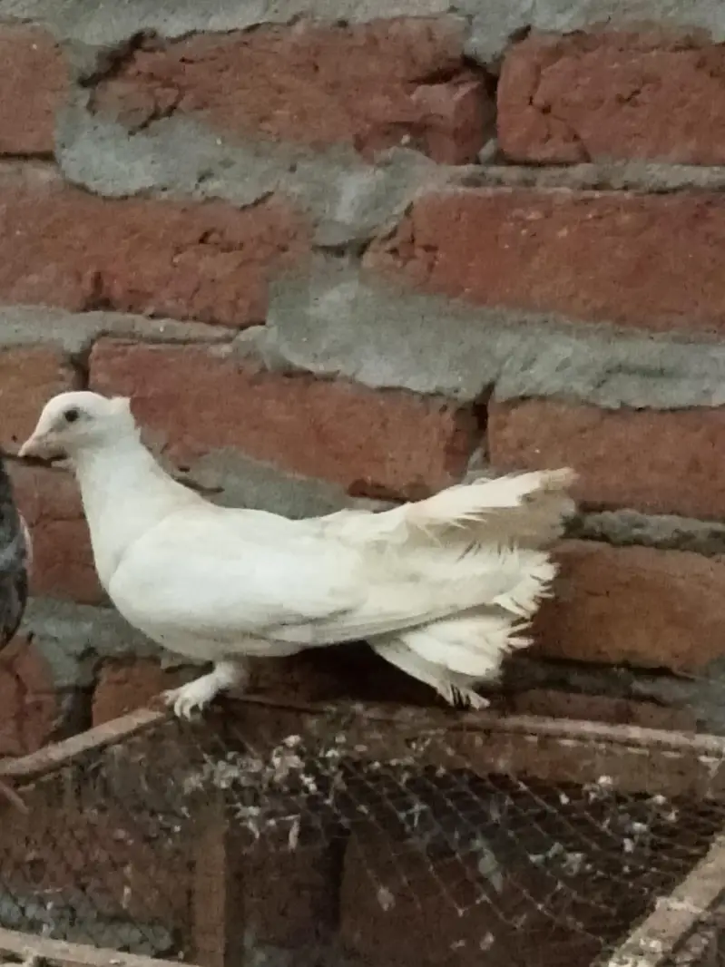pigeons or white fancy female for sale — photo 8