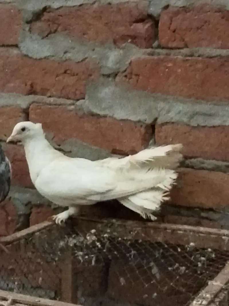 pigeons or white fancy female for sale — photo 9