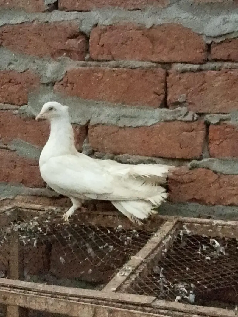 pigeons or white fancy female for sale — photo 10