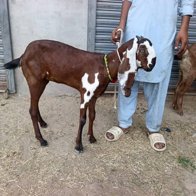pure betal laall dabi path sale