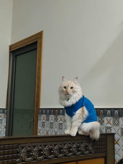 Beautiful Cream Tabby Persian Mix Male Cat (Vaccinated, 2 Years)