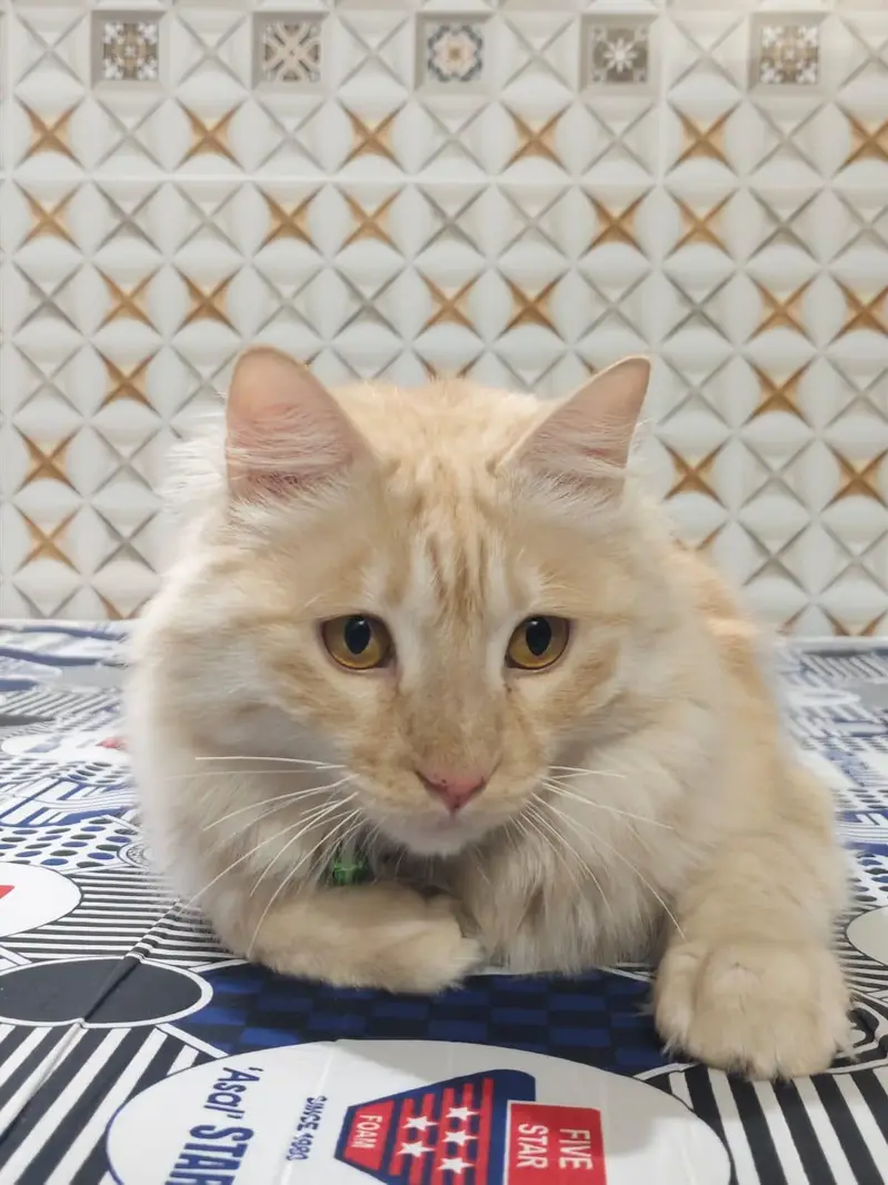 Beautiful Cream Tabby Persian Mix Male Cat (Vaccinated, 2 Years) — photo 2