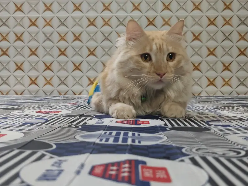 Beautiful Cream Tabby Persian Mix Male Cat (Vaccinated, 2 Years) — photo 3