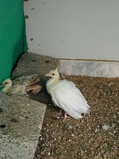 Peacock chick pair