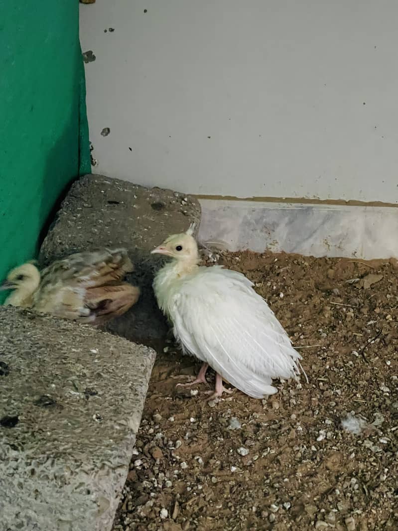 Peacock chick pair 0