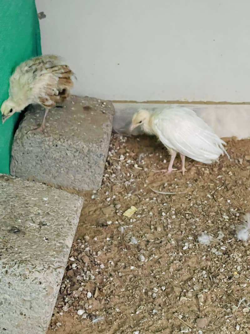 Peacock chick pair 1
