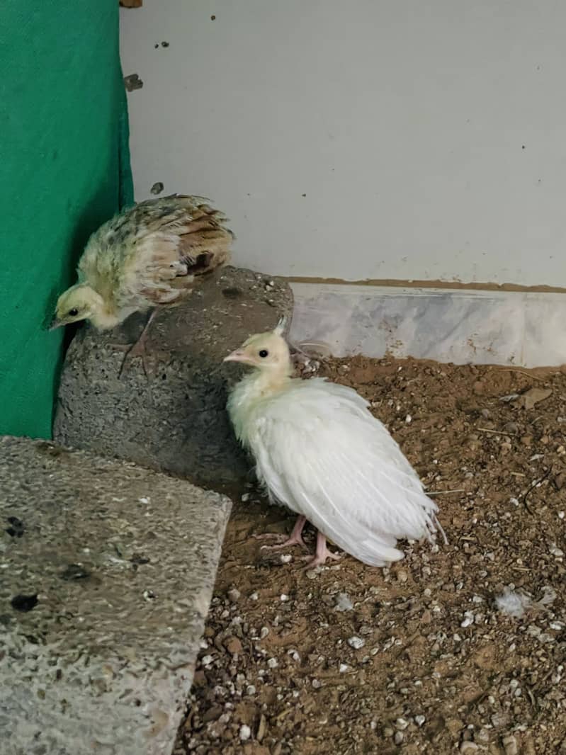 Peacock chick pair 2