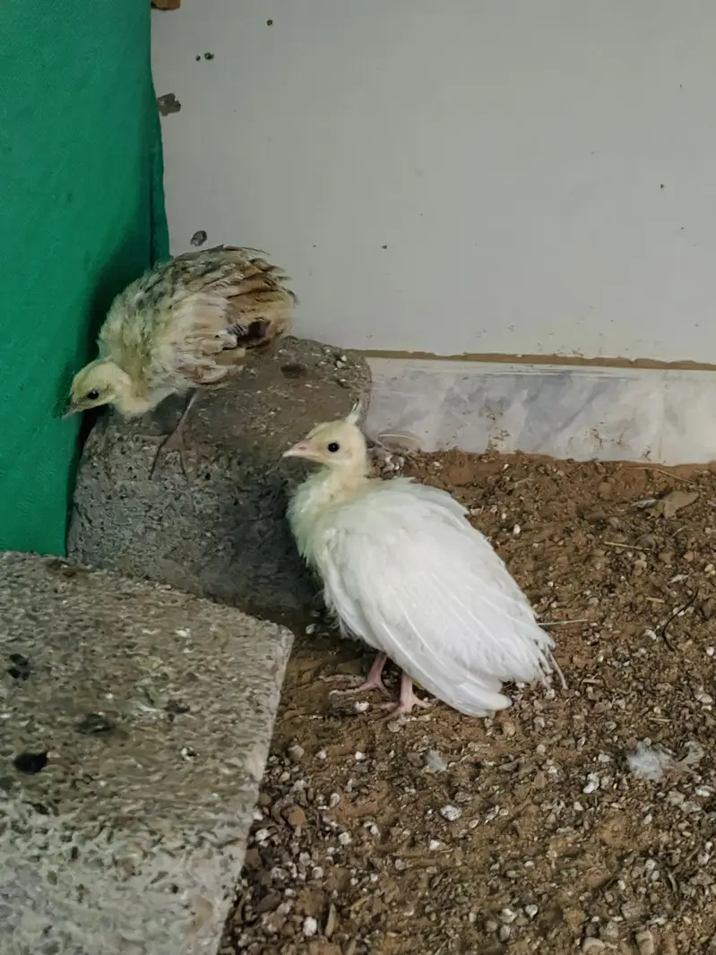 Peacock chick pair — photo 3