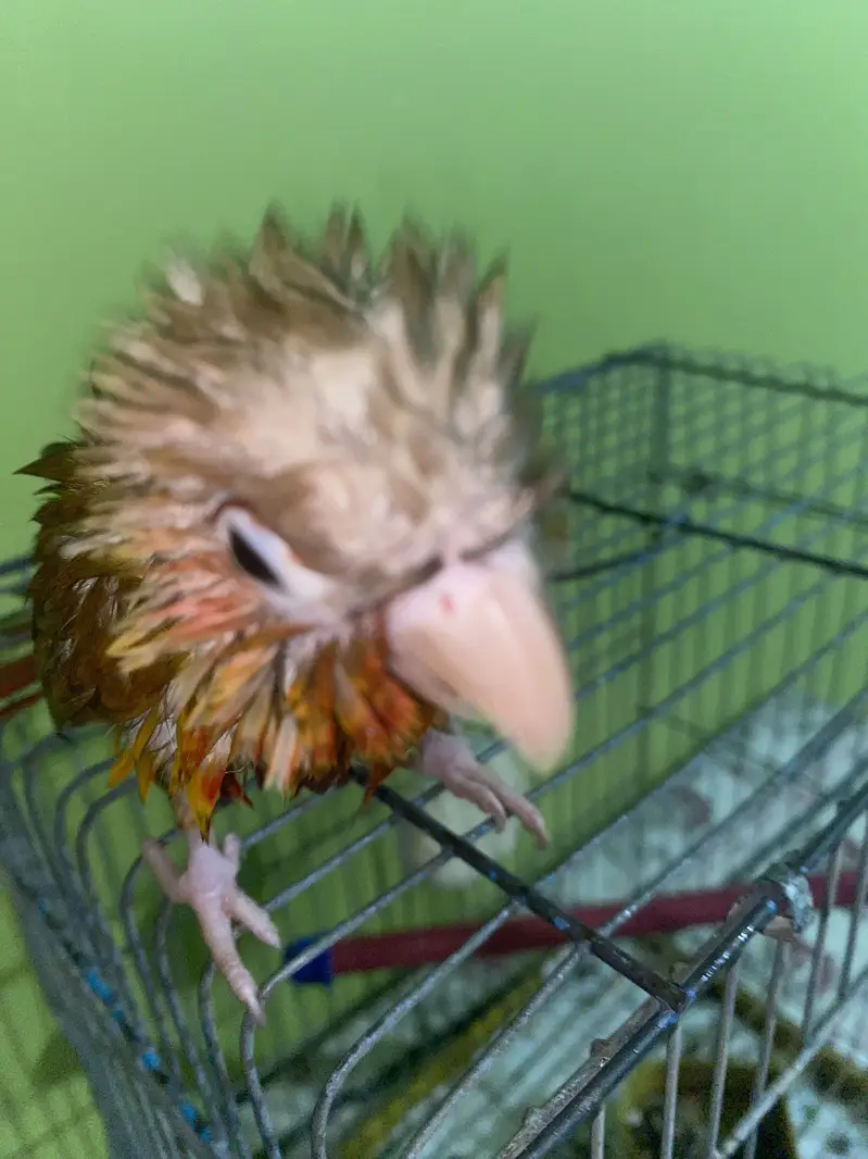 Pineapple Conure 6 Months Old | Complete Setup( Family Friendly ) — photo 2