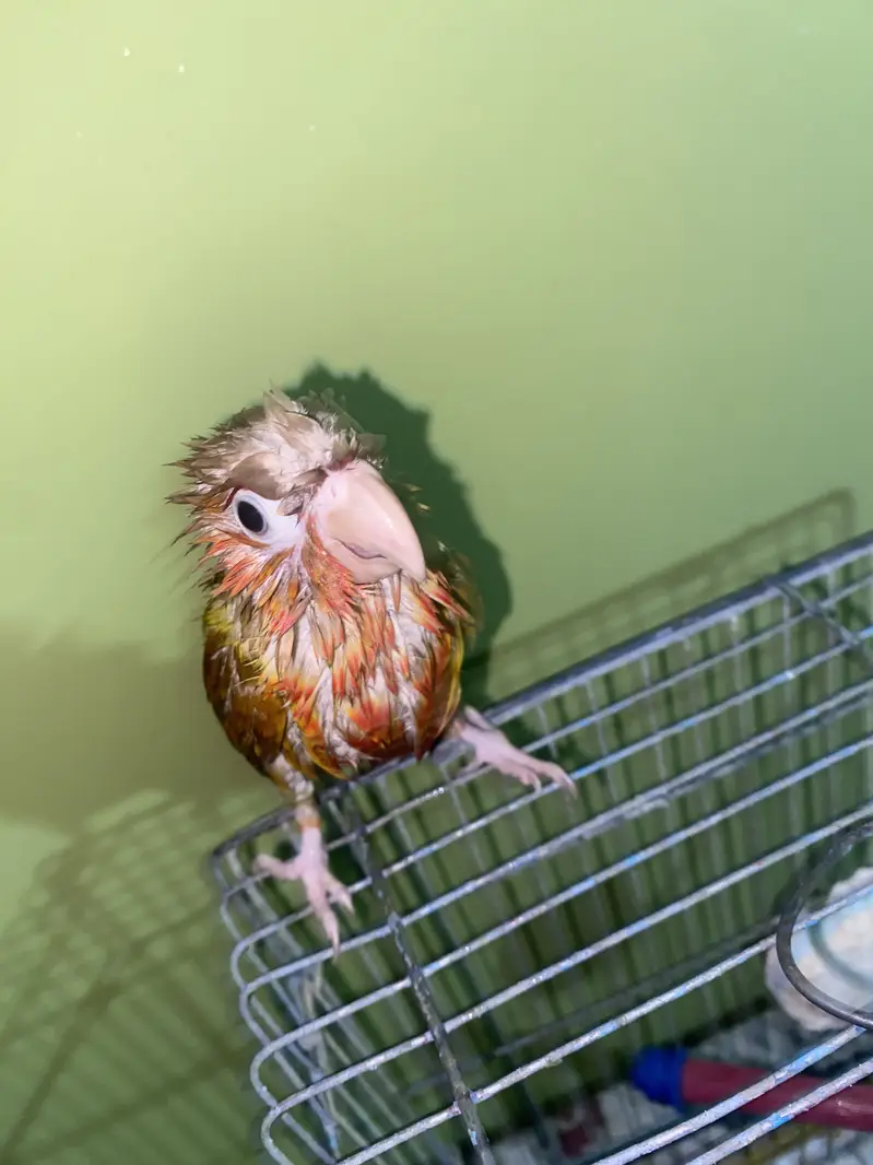 Pineapple Conure 6 Months Old | Complete Setup( Family Friendly ) — photo 3