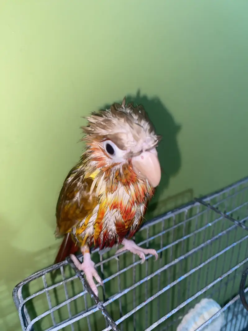 Pineapple Conure 6 Months Old | Complete Setup( Family Friendly ) — photo 4