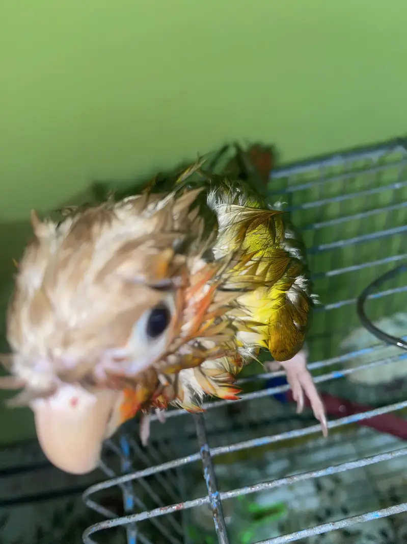 Pineapple Conure 6 Months Old | Complete Setup( Family Friendly ) — photo 5