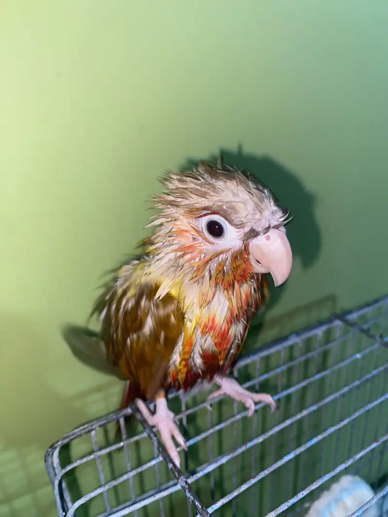 Pineapple Conure 6 Months Old | Complete Setup( Family Friendly ) — photo 6