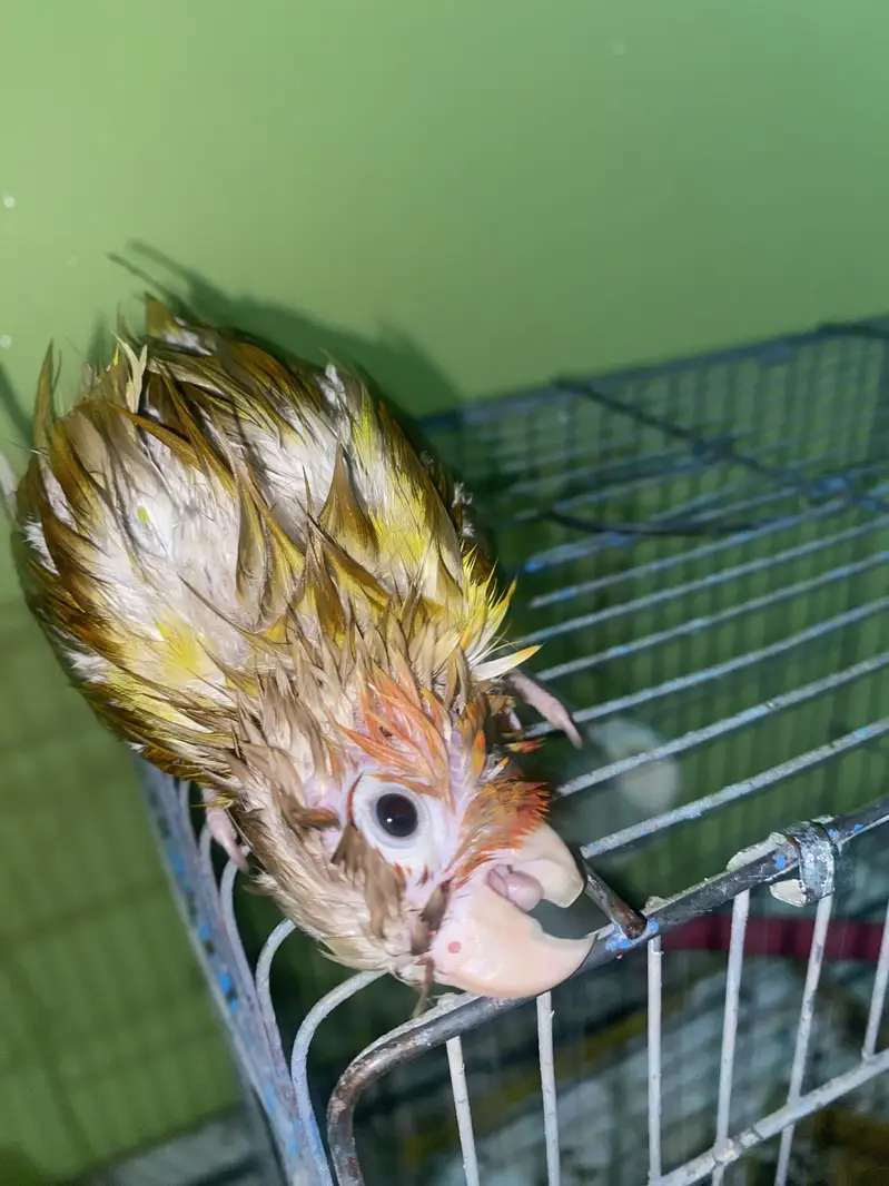 Pineapple Conure 6 Months Old | Complete Setup( Family Friendly ) — photo 9