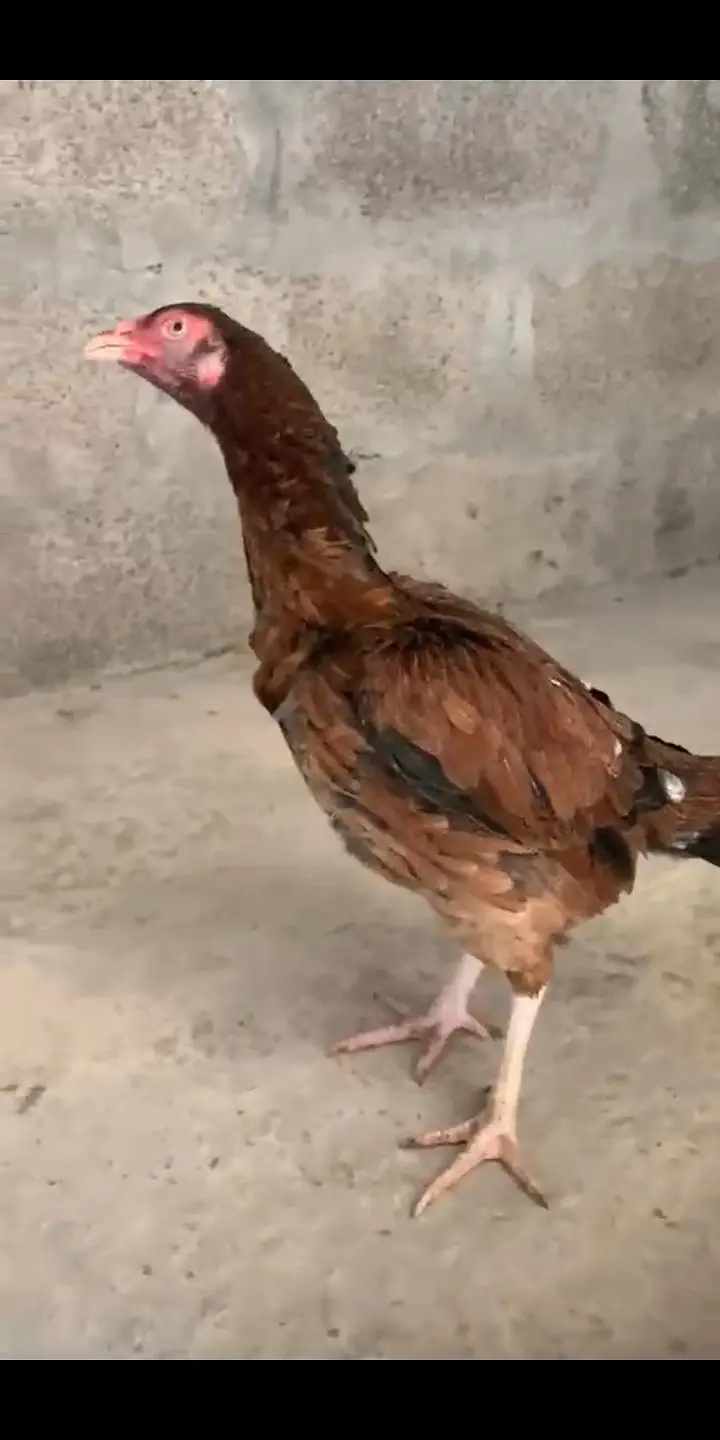 aseel madee for sale location nawasher Abbottabad Ando ke guarantee ha — photo 4
