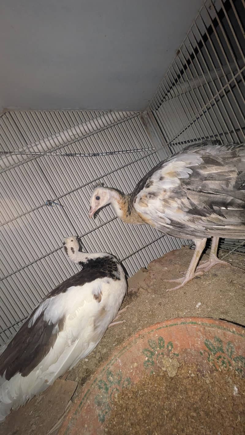 Active pair 5