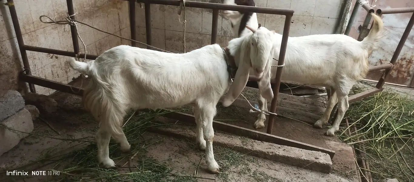 Gulabi Goats — photo 2