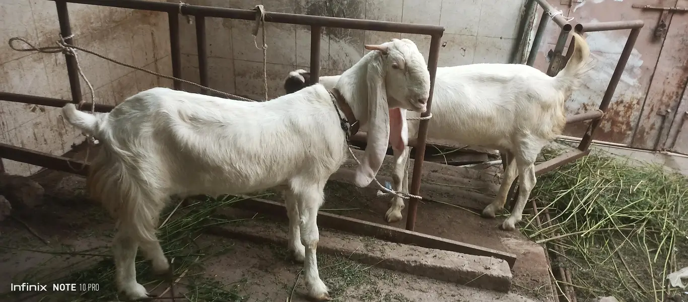 Gulabi Goats — photo 3