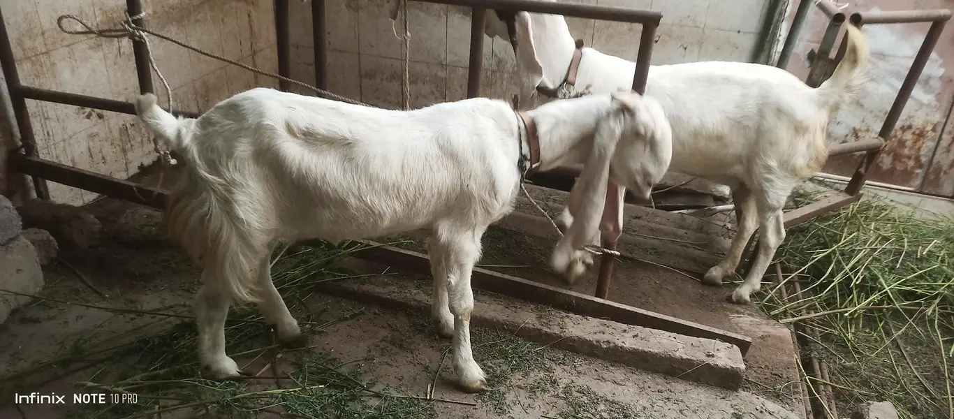 Gulabi Goats — photo 4