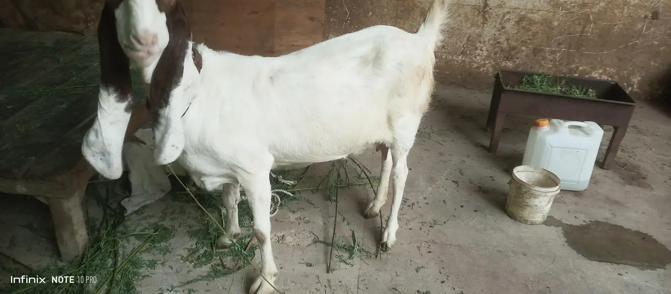 Gulabi Goats — photo 5