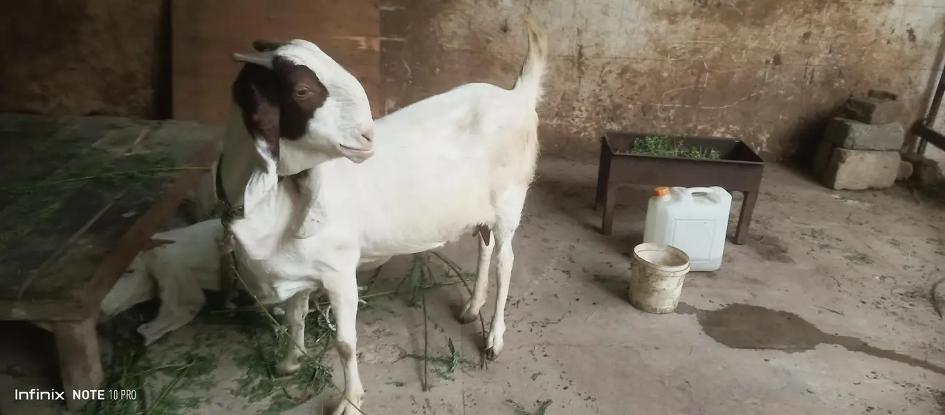 Gulabi Goats — photo 6