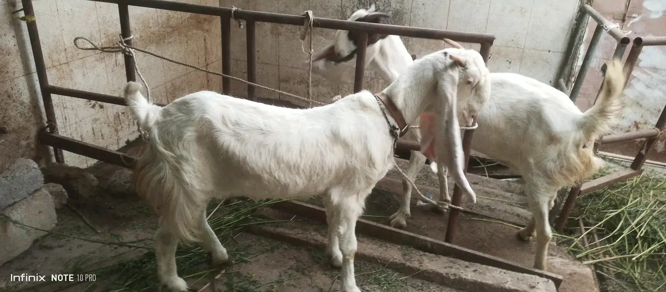 Gulabi Goats — photo 7