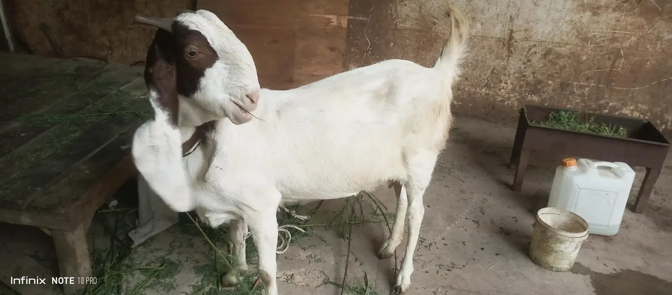 Gulabi Goats — photo 8