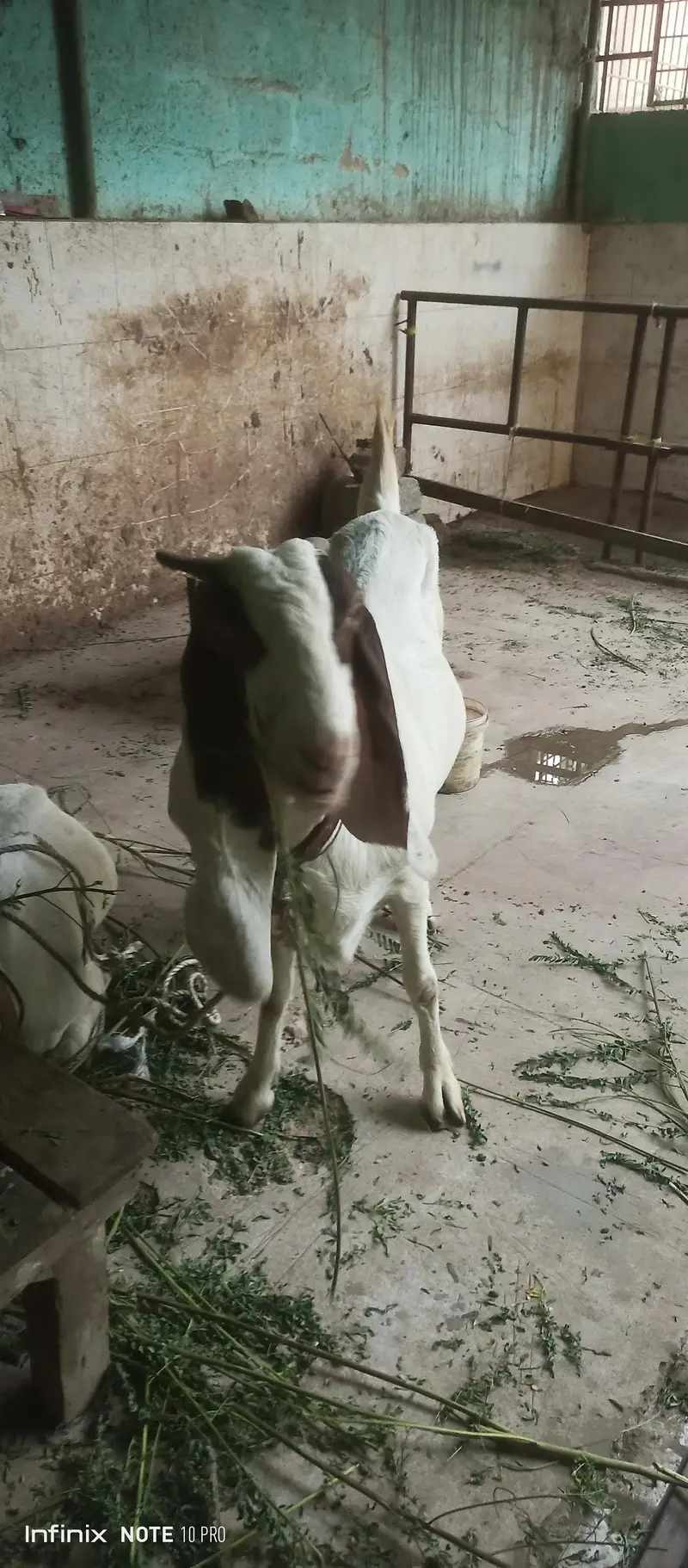 Gulabi Goats — photo 9