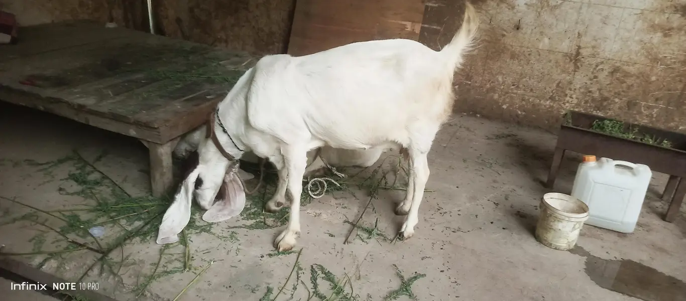 Gulabi Goats — photo 10