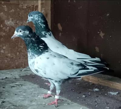 top quality 2 breeder pair