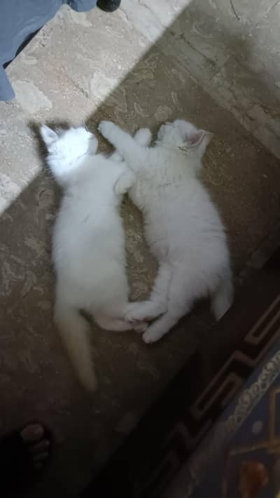 cats for sale