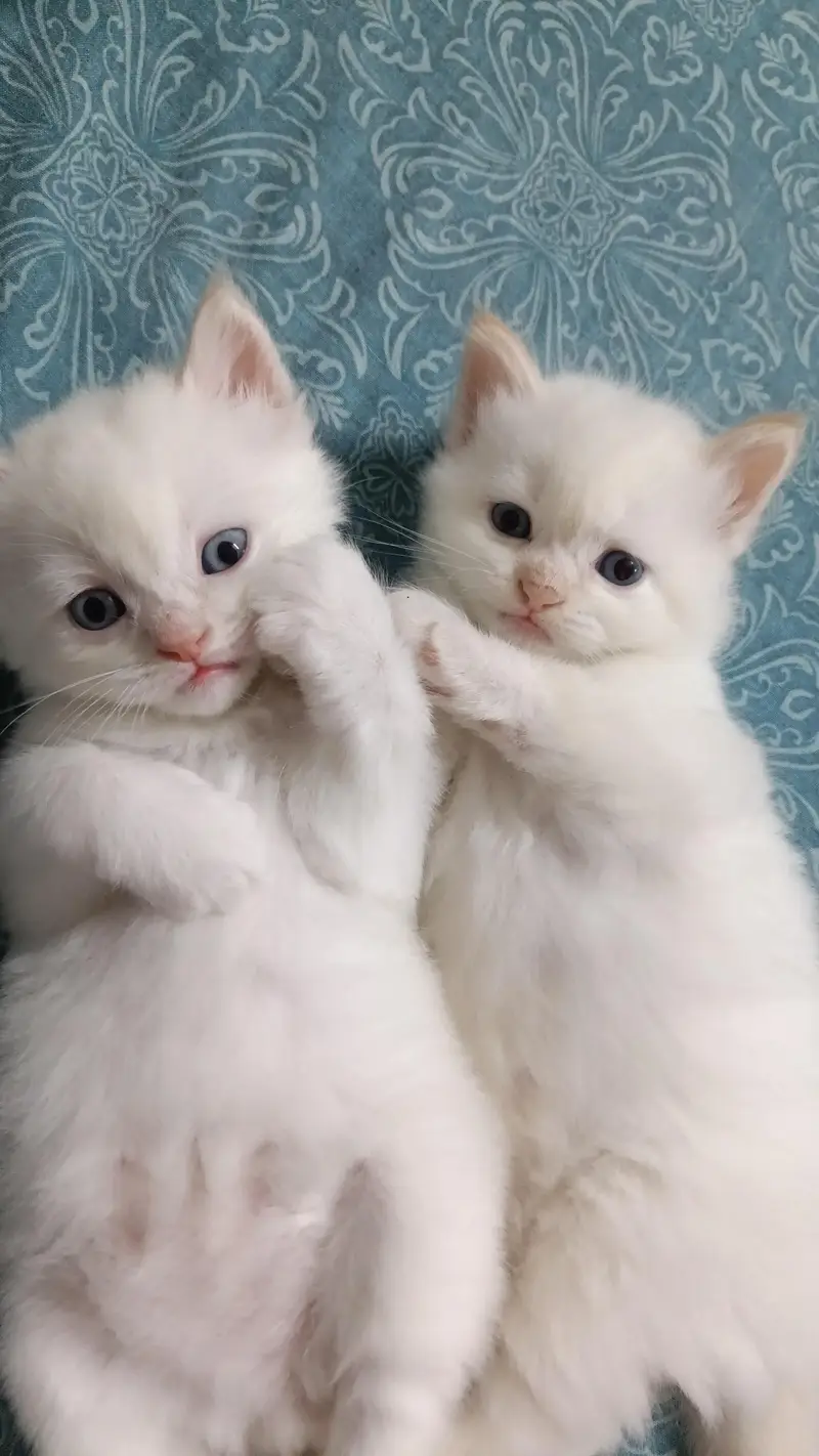 cats for sale — photo 3