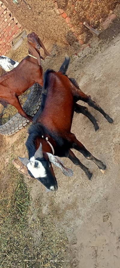 bakra