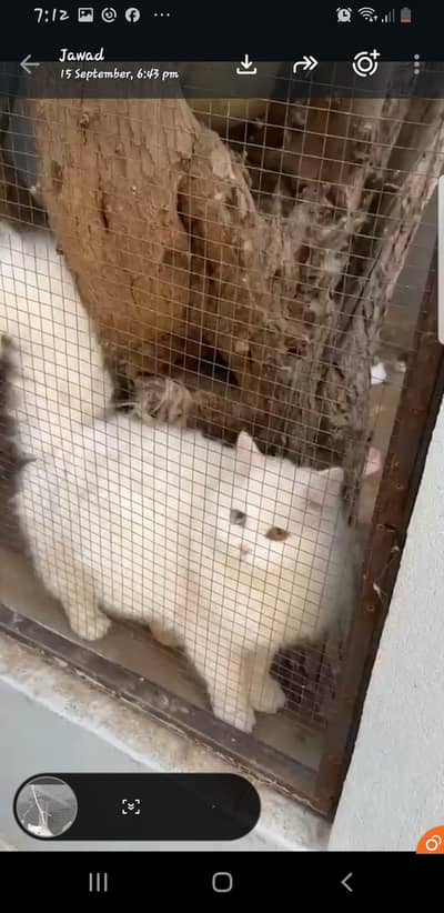 parsion cat pair avilable for sall