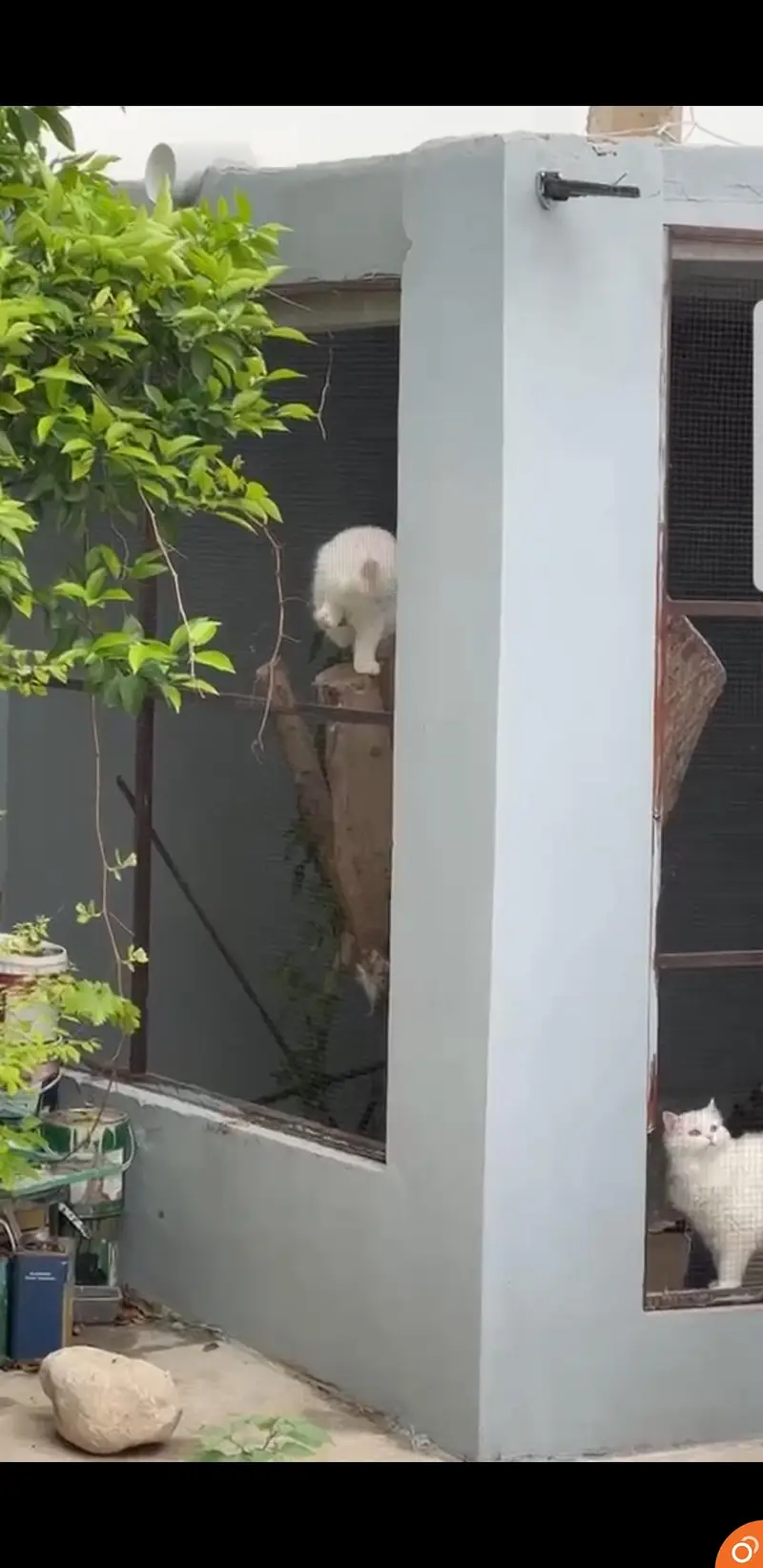 parsion cat pair avilable for sall — photo 3