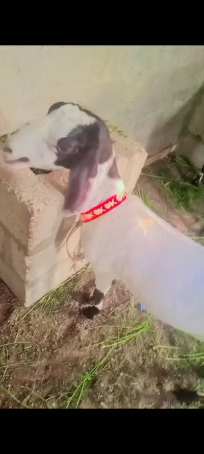Beautiful Mundi Teddy Tapri Goat